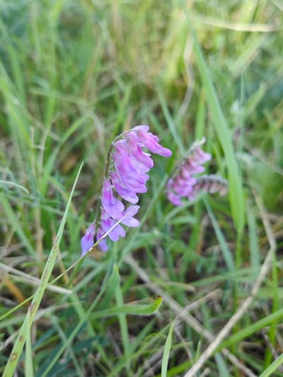 The image depicts a close-up view of a Vicia flower, commonly known as Vetch, in a grassy, outdoor environment. The flower is a vibrant purple-pink color and appears to be a single bloom with multiple smaller flowers clustered along its stem. It is slightly drooped, with some water droplets visible on the petals. The background consists of blurred green grass and foliage, suggesting a natural setting. There are no people or man-made objects visible in the frame. The focus is solely on the delicate details of the Vicia flower.
While the image itself does not contain specific landmarks, if this Vicia flower was found in Hrodna, Belarus, it would likely be located in a natural area such as a park, meadow, or along the banks of the Neman River. Hrodna, being a city with green spaces, would offer various such environments where this type of wildflower could be found. The image's composition, with its shallow depth of field, emphasizes the flower, creating an intimate and detailed portrait of nature.