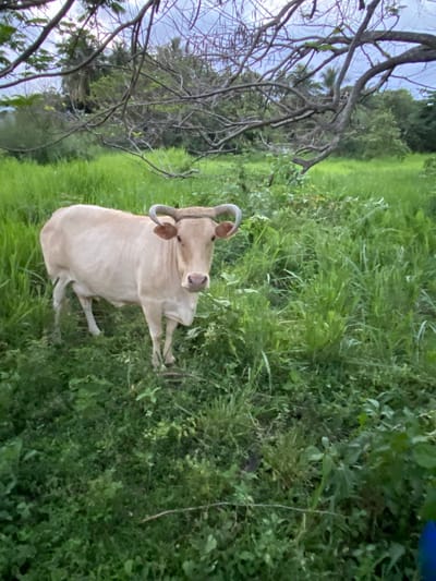 A light-colored cow with large, curved horns stands in a grassy field, surrounded by lush greenery. The field is located in Capesterre-Belle-Eau, France, indicated by the vegetation and landscape. A bare tree with twisted branches is visible to the left of the cow. The cow is facing the camera with its head tilted slightly. The scene suggests a rural environment.