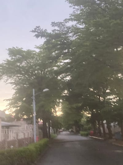The image, which is rotated 90 degrees clockwise, captures a blurry and grainy outdoor scene in what is likely a street or pathway setting in Gosa, Nigeria. Dense, leafy green trees dominate the left and central portions of the frame, their foliage appearing vibrant. Bright, diffused sunlight penetrates the tree canopy, casting dappled light and strongly suggesting either early morning or late afternoon.
A dark, possibly asphalt, road or path runs along the right side of the image. In the background on the right, partially obscured by the trees, are indistinct structures, including what appears to be a brick building. A neatly trimmed green hedge or bush lines the edge of the road. A light-colored pole, possibly a streetlight, with a horizontal arm, is visible rising from the right side amidst the trees. A small, reddish object is faintly discernible near the road in the mid-ground.
No specific activities are taking place, and no visible text is present. The weather appears clear, allowing sunlight to filter through the leaves.