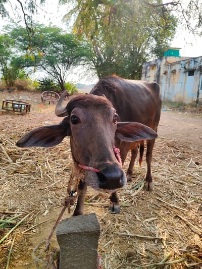 A tethered water buffalo stands in a rural setting in Kammavaripalli, India. The buffalo, with brown hide and prominent ears, is tied by a frayed rope to a rough-hewn stone post. The ground around the buffalo is covered with dry straw and vegetation. In the background are trees, a dilapidated one-story building with a green rooftop fixture, and metal feeding troughs. The scene is bathed in warm sunlight.