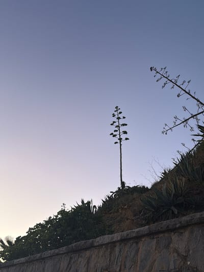 The image depicts a silhouetted view of several agave plants against a clear, gradient sky transitioning from light purple at the top to a pale yellow near the horizon. The scene is positioned on a sloped embankment, demarcated by a rough stone wall in the foreground. In the mid-ground, a tall, slender agave plant with a flowering stalk dominates the center, while to its right, another agave plant's skeletal flowering stalk is visible against the sky. The embankment is covered with dense, spiky agave plants and other foliage. The overall atmosphere is serene, suggesting an outdoor setting, possibly in a garden or natural landscape within Cascais, Portugal, during either dawn or dusk given the sky's coloration. There are no people or animals present in the image.