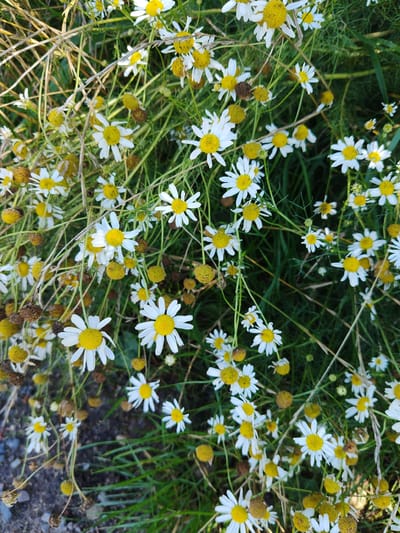 A close-up, overhead shot captures a dense patch of white and yellow wildflowers, resembling chamomile, growing in a natural outdoor setting. The flowers exhibit varying stages of bloom and decay, with some displaying vibrant white petals and bright yellow centers, while others are faded or possess dried, brown seed heads. Thin, dry stalks of grass or weeds intermingle with the flowers, creating a slightly unkempt appearance. The background is a blur of green foliage and darker, indistinct ground cover, suggesting a natural or overgrown area. The image does not contain any people, specific city landmarks, or discernible human activity.