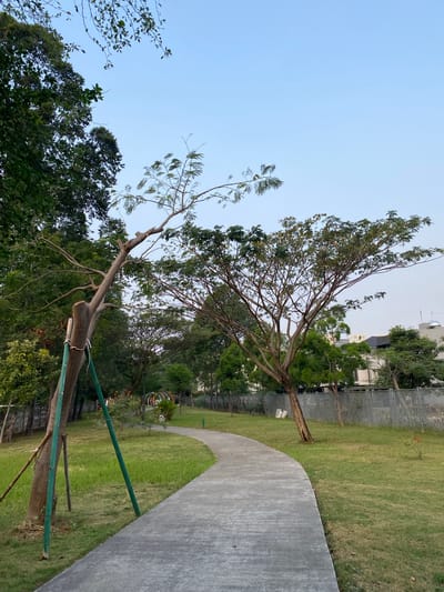 An outdoor scene in a park located in North Jakarta, Indonesia, depicts a curved concrete pathway winding through a grassy area with trees and a clear blue sky. The pathway is the primary foreground element, leading the eye into the park. Lush green grass lines the pathway, with a few scattered fallen leaves. Several trees of varying sizes and maturity are visible throughout the scene, some with dense foliage and others with more sparse branches. One prominent tree on the left side of the pathway appears to be recently trimmed, with its trunk supported by green stakes and ropes. In the background, a metal fence runs along the edge of the park, beyond which a building with a flat roof and some architectural details can be seen. The overall impression is of a well-maintained public park on a calm day, with the urban environment present but not dominating the natural elements. There are no people visible in the image, and no actions or interactions are taking place.