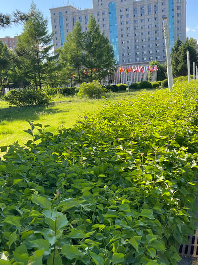 The image shows a park landscape in Changchun City, China. The foreground is dominated by a dense green hedge with many leaves. Behind the hedge, there's a grassy lawn with scattered trees. In the background, a tall building is visible, along with a row of international flags. The scene is illuminated by bright sunlight.