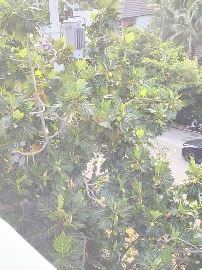 The image captures a dense canopy of breadfruit trees with numerous green fruits visible. The trees are set against a backdrop of a residential area, with parts of houses and palm trees discernible through the foliage. A utility pole with a transformer and a street sign reading "GREENWAY" are partially visible on the left side of the frame. A dark-colored car is parked on a paved road in the lower right portion of the image, with motorcycles parked nearby. The scene appears to be located in a tropical or subtropical urban environment, likely Phu Thuy Ward, Vietnam, given the presence of dense vegetation and common utility infrastructure.