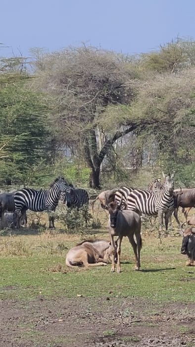 The image displays a savanna landscape within the Mto wa Mbu region, Tanzania, under a clear blue sky. The scene features a mixed group of wildlife on ground covered with green grass and patches of dry, reddish-brown soil. Approximately five zebras are visible: two on the mid-left are standing in close proximity, facing each other, while others are partially observed further in the background. Several wildebeest are also present; one stands prominently in the center-right foreground, facing directly forward. Another wildebeest is lying down on the grass to the left of the standing one. Additional wildebeest are partially obscured in the background. All animals appear to be either standing, grazing, or resting. The background is characterized by numerous arid-adapted trees with sparse, light-colored foliage, indicative of a dry or semi-arid environment, illuminated by bright daylight.