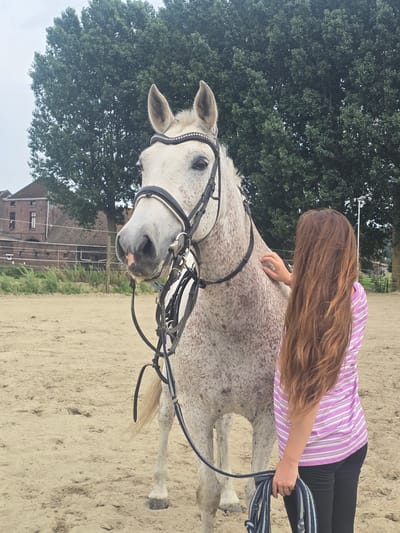 A white horse with grey speckles stands in a sandy outdoor arena, with a building visible in the background, likely in Estaimpuis, Belgium. A person with long brown hair, wearing a purple and white striped shirt and black pants, is petting the horse. The horse is wearing a bridle with a bejeweled browband. The person is holding the reins of the bridle in their hand. A large tree is visible behind the horse. The ground is sand.