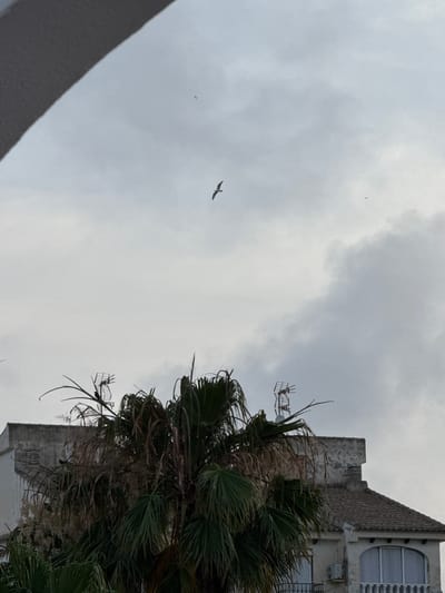 The image shows an overcast sky with a few birds in flight, a palm tree, and a building. The sky is a uniform grey, suggesting it is a cloudy day, likely in the morning or late afternoon. The palm tree's fronds are somewhat dried and appear to be rustling, possibly due to wind. The building is partially visible, with a section of its facade showing a textured tiled roof and windows. There are also some television antennas visible attached to the building. The perspective is from below, looking upwards. The scene appears to be set in a coastal or Mediterranean location, given the presence of palm trees and the architectural style of the building. No people are visible, and the overall mood is somewhat muted due to the cloudy weather. The location is identified as Torrevieja, Spain.