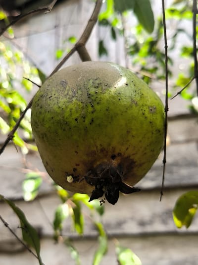 This media file is a close-up, low-angle shot of a single, unripe green guava fruit hanging from a branch. The fruit is round with a slightly flattened top and bottom. Its skin is a mottled green, with some areas appearing dusty and others having small, dark spots, possibly blemishes or early signs of ripening. The bottom of the fruit shows the dried calyx, which is dark and somewhat shriveled, with a few tiny black specks that may be seeds or remnants of its flower. A small, white, cotton-like growth is visible on the side of the fruit. The guava is surrounded by thin, bare branches and out-of-focus green leaves, suggesting it is on a tree. The background is a blurred, neutral-toned structure, possibly a wall or fence, with some light filtering through the foliage. The lighting suggests it could be daytime, possibly morning or afternoon, with diffused sunlight. The overall impression is a natural, outdoor scene, likely in a garden or orchard. There is no text visible in the image. The location is identified as Cotmerbo, Indonesia.