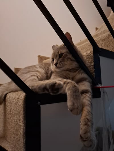 The image shows a tabby cat lounging on a multi-level cat tree. The cat is lying on its back, with its paws extended upwards and outwards. Its eyes are partially closed, and it appears relaxed. The cat tree has dark brown metal frames and beige carpeted surfaces. The background is a plain white wall. A thin red string is visible hanging from the top of the frame, possibly a toy. The lighting suggests it is indoors, possibly in the evening or a dimly lit room. The image is taken from a low angle, looking up at the cat. The overall scene conveys a sense of domestic comfort and leisure for the animal. There is no visible text in the image.