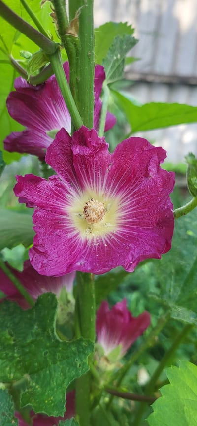 A close-up, eye-level, vertical shot captures a vibrant, magenta hollyhock bloom with a yellow center and delicate veins radiating outwards. The flower is in focus, with its ruffled petals showing a slightly textured surface. The bloom is positioned centrally, dominating the frame. Behind it, out of focus, are more magenta hollyhock flowers, green leaves, and a hint of a light-colored fence in the background. The overall lighting is natural, suggesting an outdoor setting. The scene appears to be in Tetianivka, Ukraine, an area known for its natural beauty and cultivation of flowers.