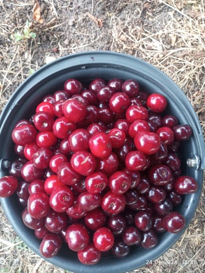 A close-up, overhead view shows a black bucket filled to the brim with dark red cherries. The bucket is sitting on dry, patchy ground with some dry grass and leaves scattered around. The cherries are plump and shiny, with some showing slight imperfections or stem remnants. The date and time stamp "24.06.2026 14:31" is visible in the lower right corner of the image. There are no people visible in the image. The overall impression is of a fresh harvest.