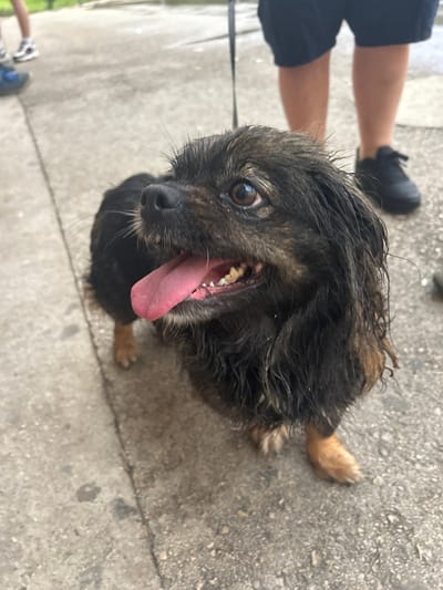 A lively, medium-sized dog is captured in a close-up, low-angle shot, looking directly at the camera outdoors in Troyan, Bulgaria. The dog has shaggy, dark brown and black fur, with lighter tan markings visible on its ears and muzzle. Its fur appears somewhat damp or disheveled. The dog's mouth is wide open, tongue fully extended and pink, revealing its teeth, indicating it is panting from excitement, activity, or possibly heat. Its large, dark eyes are bright and focused.
The dog is positioned on a paved surface, likely concrete or asphalt, suggesting a street, sidewalk, or path. Bright natural light illuminates the scene, indicating it is daytime. In the upper left portion of the frame, the lower legs and feet of a person are visible, wearing dark shorts and black shoes, with a dark leash extending from the dog towards them. Another pair of human legs and feet, clad in lighter attire and blue and white shoes, are partially visible in the lower left, confirming the presence of at least two people. The dog's tail and hind paws are visible to the right. The scene conveys a cheerful outdoor interaction between the dog and its human companions. No visible text is present in the image.