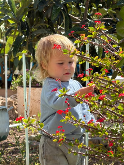 A young child with blond hair is partially visible among the thorny branches of a plant with small red flowers. The child wears a light blue top and grayish pants. The location appears to be outdoors, possibly a garden in Kiryat Bialik, Israel, based on the context. The child's hand seems to be reaching towards the flowers. The branches obscure a full view of the child, but the scene implies an interaction between the child and the plant life.