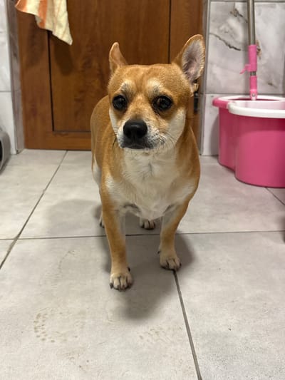 A tan Chihuahua dog sits on a light gray tiled floor, looking up at the camera. In the background, there is a pink cleaning bucket with a mop. A brown wooden cabinet is visible on the left. A partially visible white and orange striped towel is also on the left. The location is Kuklen, Bulgaria.