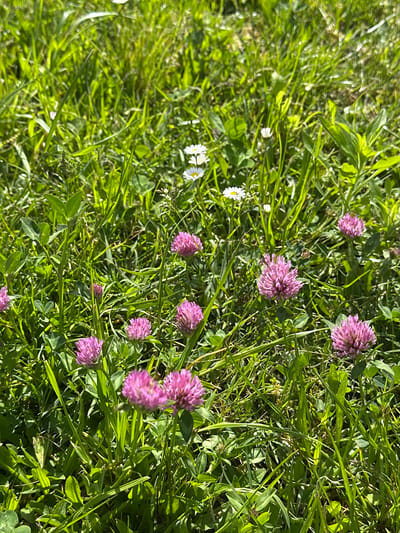 The image depicts a patch of green grass interspersed with pink clover flowers and a few white daisies. The scene appears to be a grassy area, possibly a lawn or meadow. The location cannot be identified.