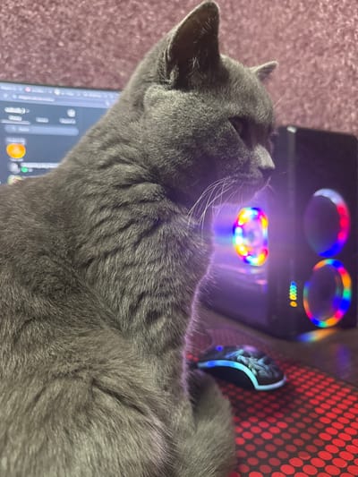 The image depicts an indoor scene in Fergana, Uzbekistan, focusing on a domestic short-haired cat in profile. The cat, exhibiting grey fur, is positioned on the left side of the frame, facing right, with its gaze directed forward and slightly downward. Its whiskers are prominent.
In the background, a desk setup is visible. To the left, a computer monitor displays blurred content, likely a user interface with various icons and text elements. To the right of the cat, a black desktop computer tower is prominently featured, illuminated by multiple circular RGB fans emitting diverse colors, including blue, green, yellow, orange, and red. Below the tower and to the right of the cat, a gaming mouse, black with blue and white internal lighting, rests on a red mouse pad adorned with a repeating black circular pattern. The background consists of a purple or mauve-colored textured wall. The scene is lit primarily by the artificial illumination from the computer components, casting multicolored light across the foreground.
