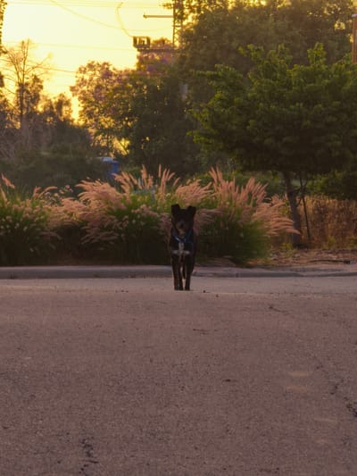 A black dog with white markings on its chest and face stands in the middle of an asphalt road, facing the camera. It is wearing a blue collar. Behind the dog, a bed of tall, feathery grass in shades of pink and beige lines the edge of the road, leading to a variety of trees and foliage in the background. The sky above is a bright yellow, suggesting either sunrise or sunset. Power lines and a utility pole are visible against the sky. The scene appears to be located in a semi-urban or rural area, possibly within Lachish Regional Council, Israel, given the surrounding vegetation and the presence of utility infrastructure.