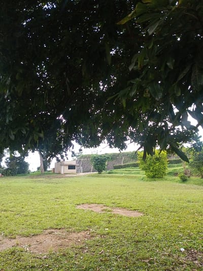 A lush green field stretches toward a low stone wall with greenery. A small, rectangular building sits to the left, partially obscured by a large tree. The tree's dense canopy, filled with leaves, dominates the upper portion of the image, casting a shadow over the foreground. The scene appears peaceful, bathed in soft light. The ground is slightly uneven, showing hints of soil beneath the grass.