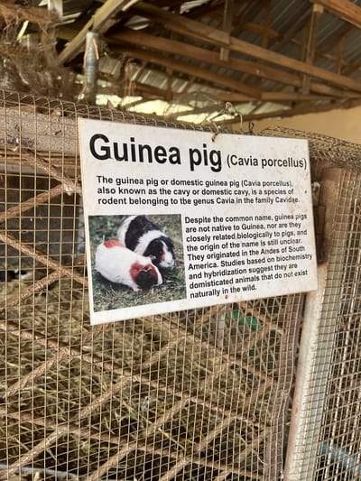 The image displays an informational sign about guinea pigs, titled "Guinea pig (Cavia porcellus)," attached to a wire mesh animal cage. The sign is oriented diagonally and provides details about the animal, including its scientific classification (Cavia porcellus, genus Cavia, family Cavidae) and clarifies that, despite its common name, it is not native to Guinea, nor biologically related to pigs. It states that guinea pigs originated in the Andes of South America and are domesticated animals not found in the wild. An image on the sign shows two guinea pigs, one black and white, and another brown and white.
The sign is affixed to a robust, somewhat aged wire mesh enclosure, within which bedding or hay is visible. In the background, a substantial wooden beam structure can be seen, suggesting an indoor or covered animal housing facility, possibly a barn or part of a zoo. The setting appears to be an educational exhibit for animals, located in Markurdi, Nigeria. The lighting suggests it is daytime.