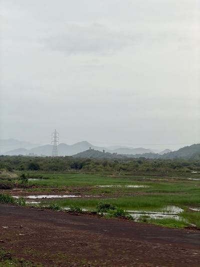 An overcast sky looms above a verdant landscape, possibly a rural area or agricultural land, near Saphale, India. In the mid-ground, a tall, lattice-like electrical tower stands prominently, surrounded by lush green vegetation and distant, hazy mountains. The foreground is dominated by a dark, unpaved road. The fields appear to be flooded or have standing water, reflecting the muted sky and green foliage. The overall impression is one of a damp, possibly post-rainy season environment, with human infrastructure, like the power line, intersecting with the natural scenery. There are no visible people in the frame, but the presence of the electrical tower suggests human activity in the vicinity.