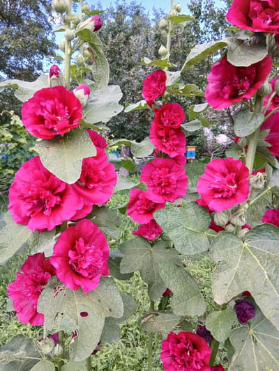 In Kholosne, Ukraine, a cluster of vibrant pink hollyhocks is in full bloom against a backdrop of green foliage and a clear blue sky. The flowers are densely packed on tall stalks, with some buds yet to open. The leaves of the hollyhocks are large and textured, some showing signs of damage, possibly from insects. In the background, a small, colorful beehive is visible, hinting at a nearby apiary. The overall scene captures the natural beauty of a garden in bloom, with a touch of rural life suggested by the presence of the beehive.
