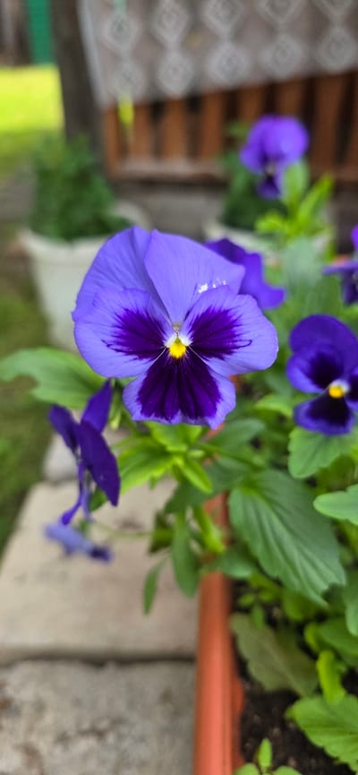The image shows a close-up view of a vibrant purple pansy flower with a darker, almost black, center. The flower's petals are delicately curved, and a bright yellow stamen is visible at its core. The pansy is in focus, while the background is blurred, suggesting it is part of a garden or planted in a pot. Several other pansy flowers and green foliage are visible in the background, also out of focus. The setting appears to be outdoors, with hints of a wooden structure and possibly a paved surface. The overall impression is one of natural beauty and a calm, outdoor environment. The image was taken in Lensk, Russia, but no specific landmarks or context about the location within the city are provided in the visual itself.