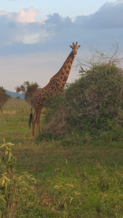 In Sanya Juu, Tanzania, a giraffe stands in an open, grassy savanna environment under a partly cloudy sky. The giraffe, displaying a distinct brown and tan reticulated pattern, is positioned in the midground, with its head, long neck, and upper body visible above a dense, dark green thorny bush. Its lower legs and a black tail tuft are discernible behind and below the bush. The giraffe's head is turned slightly towards the viewer, with both ossicones prominent. The foreground consists of green and brown ground cover with various leafy plants. In the distant background, hazy blue-grey hills or mountains are visible beneath the light blue sky populated with white and grey clouds. No other animals or human subjects are present in the scene.
