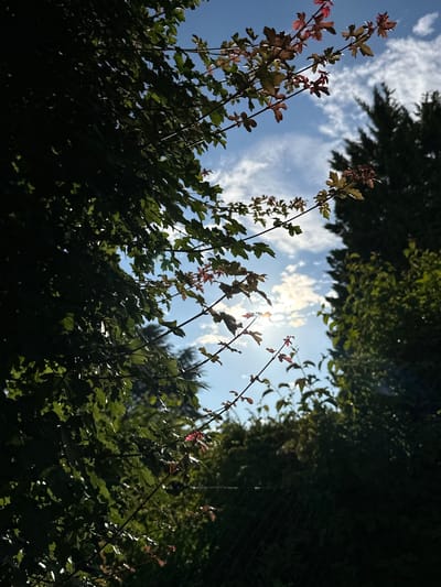 The image captures a low-angle view looking up through the branches and leaves of trees against a bright, partly cloudy sky. The sun is visible, peeking through the foliage and creating lens flare. The leaves in the foreground are dark green and silhouetted against the sky, with some smaller branches bearing reddish-tinged leaves reaching towards the sun. The overall impression is of a sun-dappled forest canopy or a garden on a clear day. The lighting suggests it is daytime, likely late morning or early afternoon, given the angle of the sun. There is no visible text. The location context is Krefeld, Germany, implying a temperate climate where such foliage would be common.