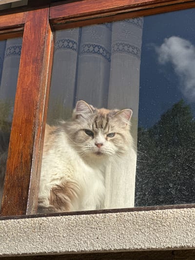 A fluffy, long-haired cat with cream and light brown/grey markings is the central subject, resting inside a building by a window and looking towards the viewer or outwards. Its head is slightly tilted, and its light-colored eyes are open. The cat's plush fur is illuminated by bright sunlight.
The window features dark brown wooden frames, which appear somewhat worn. Through the window glass, reflections of a cloudy blue sky and green trees or foliage are visible, indicating a bright, sunny day outdoors. Behind the cat and the glass, white lace curtains with decorative patterns can be seen, adding a domestic touch to the interior.
A notable detail is the condition of the window glass, which is visibly dirty with numerous water spots and dust particles, particularly evident against the darker reflections and the glass surface. Strong sunlight creates highlights on the cat's fur and the wooden window frame, casting some shadows. On the right side of the image, an exterior wall with a textured, pebbly finish is visible next to the window frame. The scene conveys a sense of calm, with the cat seemingly content observing its surroundings on a bright day. No text is visible in the image.