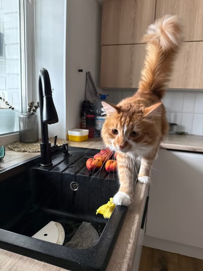 An orange and white cat with a fluffy tail is walking along the edge of a kitchen sink. The cat is positioned in the foreground, facing towards the left of the image, with its body angled slightly away from the viewer. Its front paws are on the sink's countertop, and its back paws are obscured by its body. In the sink, there are a few small fruits, possibly apricots or nectarines, and a yellow cloth. A black faucet with a matte finish is visible to the left of the cat, and a window with white blinds is behind it. The kitchen cabinetry appears to be made of light-colored wood. The scene is indoors, in what appears to be a domestic kitchen. There is no indication of the city of Veliky Novgorod, Russia, in the image.