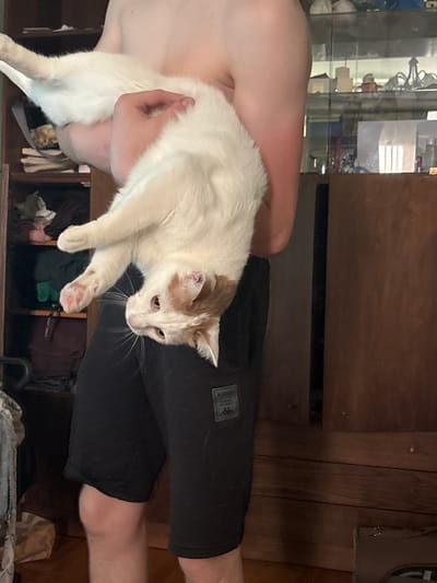 A person is holding a white and ginger cat. The cat is lying on the person's arm, with its head facing forward. The person is wearing black shorts. The background is blurry, but appears to be an indoor setting with wooden furniture and shelves. The lighting suggests it could be daytime, but there are no clear indications of weather or time of day. The overall mood is casual and relaxed. A visible logo on the person's shorts appears to be "Kappa."