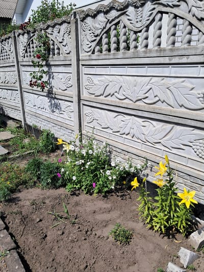 A close-up, eye-level shot shows a section of an ornate concrete fence in Kremenchuk, Ukraine. The fence is designed with relief carvings of grapes and leaves, set against a textured background resembling brickwork. Climbing roses with dark red blooms and green foliage grow over the top of the fence. In front of the fence, a flowerbed contains a cluster of white petunias and smaller purple flowers, as well as several bright yellow lilies. The ground in the foreground is dark, tilled soil with scattered small plants and a few grey concrete border stones. The scene is well-lit, indicating it was taken on a sunny day.