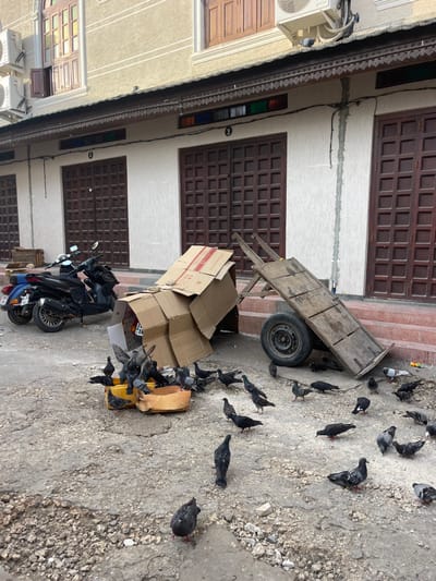An alleyway scene features pigeons congregating near a yellow container, possibly for food. A scooter is parked nearby, and cardboard boxes are stacked adjacent to it. A wooden cart with a single wheel rests further away. Brown, paneled doors are set within a beige building. The alley floor is grey and has a broken concrete look, while the sky appears overcast.