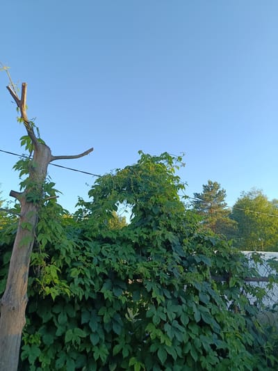 The image depicts a bright, clear day in a rural setting, likely a backyard or garden. The sky is a vibrant, cloudless blue, suggesting fair weather and possibly morning or late afternoon due to the warm lighting on the foliage and tree trunk. The scene is dominated by lush green foliage, primarily from a climbing plant that has grown over a fence and around a weathered, upright tree trunk.
The tree trunk, positioned on the left side of the frame, is thick and textured, with a rough, grey-brown bark. It appears to be a dead or dormant tree, now serving as a trellis for the vibrant green vine. The vine has produced numerous large, palmate leaves and smaller clusters of developing seed cones, indicating a healthy growth phase. The vine forms an arching structure, creating a natural canopy effect.
In the background, a line of trees, including a prominent pine tree with a reddish-brown trunk, can be seen. To the right, a white fence is partially visible, covered by more of the green vine. A thin black wire, possibly a power line or part of a support structure for the vine, stretches horizontally across the upper portion of the image.
There are no people visible in the image. The overall atmosphere is one of natural beauty and growth, with the bright sunlight highlighting the textures of the plants and the clear sky. The location context suggests this is in Vereya, Russia, a place known for its natural landscapes and dacha culture, which aligns with the observed scene. The time of day is likely during the "golden hour" given the quality of light. No text is visible in the image.