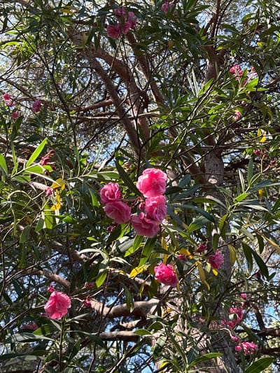 A medium shot captures a cluster of bright pink oleander flowers blooming on a tree branch. The flowers are detailed, with multiple petals and a velvety texture. The branch is surrounded by lush green leaves, some of which are tinged with yellow, indicating perhaps a change in season or a natural variation. The background is a dense network of darker branches and some hints of blue sky peeking through. The image appears to be taken outdoors, likely in a natural or garden setting, given the presence of a mature tree with multiple branches. The location is identified as Pržno, Montenegro.