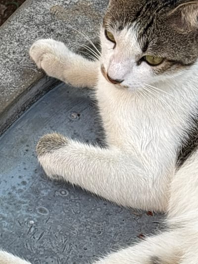 A close-up, high-angle shot shows a white and gray tabby cat lying on a rough, gray surface that appears to be concrete or stone. The cat's face is partially visible, with green eyes looking slightly to the left. Its front paws are also visible, one resting near its head, the other extended. The cat's fur is primarily white with patches of gray tabby markings on its head and back. The background consists of more of the textured gray surface. There are no people or other animals present. The scene is outdoors, and the lighting suggests it is daytime. The specific location in West Jakarta, Indonesia is not discernible from the image.