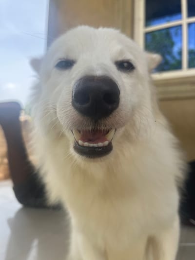 A close-up, slightly tilted shot features the face of a white dog with a large, black nose and visible teeth. The dog appears to be looking directly at the camera. A window with a blue sky and green trees visible through it is in the background. The location is not discernible as Ikot Ekpene, Nigeria.