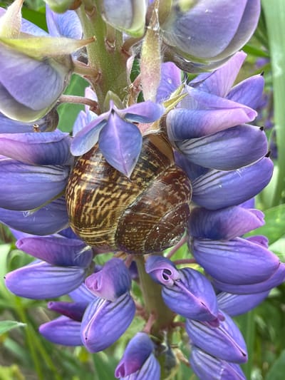 The image displays a close-up, vertical shot of a terrestrial snail shell nestled amidst a cluster of purple flowers. The snail shell, positioned centrally, exhibits a brown coloration with dark brown, intricate, striped patterns. Its surface appears textured and partially covered with fine particulate matter. The shell is horizontally oriented and partially obscured by the surrounding petals.
The flowers are predominantly vibrant purple, appearing to be in various stages of bloom on a single inflorescence. Some petals show lighter lavender or blue undertones, and subtle vein patterns are visible on their surfaces. Several petals curl inwards, forming tightly closed or partially open bud-like structures. The flowers are arranged densely around a central, thick, green, and visibly hirsute (hairy) stem, which is visible in the upper and central portions of the image.
The background consists of blurred green foliage, suggesting an outdoor, natural environment. No human subjects or man-made objects are discernible. The scene is illuminated by natural light, highlighting the textures of the snail shell and the fuzziness of the plant stem. This scene is located in the city of Vyborg, Russia.