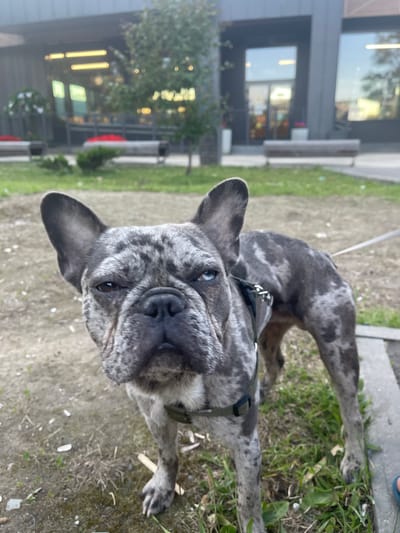 In Shcherbinka, Russia, a merle French Bulldog with heterochromia stands outdoors. The dog is wearing a harness and its fur is mottled grey and black. One eye is brown, and the other is blue. The dog's head is tilted slightly, and it appears to be looking directly at the camera with a somewhat stern expression. The background shows a modern building with large windows and some greenery. There are benches visible in front of the building. The ground is a mix of dirt and sparse grass, with some debris scattered around. The lighting suggests it is daytime, possibly overcast. A leash is attached to the dog's harness, extending out of frame to the right.