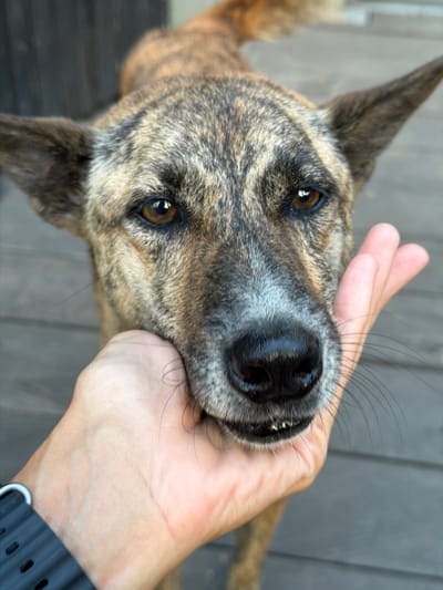 A close-up, eye-level shot shows a dog's head resting on a person's hand, which is supporting its muzzle. The dog has brindle-colored fur with distinct markings on its face and ears. Its eyes are a warm brown, and its nose is black and moist. The dog's mouth is slightly open, revealing small teeth. The person's hand is pale and appears to be resting comfortably against the dog's face. In the background, a wooden floor or deck is visible, with a dark, out-of-focus structure behind it. The lighting suggests an outdoor setting, possibly during the daytime. The image is taken in Mengwi, Indonesia.