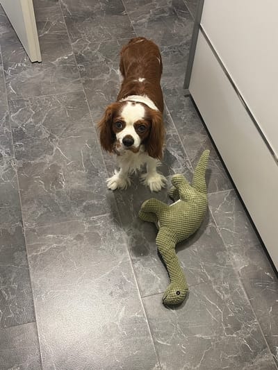 A brown and white Cavalier King Charles Spaniel dog is standing on a grey marble-patterned floor, looking up towards the camera. Next to the dog, to the right, is a green plush snake toy. The floor is tiled with a marble-like pattern, and there is a white cabinet or appliance to the right of the scene. The image is taken from a high angle, looking down. The scene is indoors, likely a residential interior, and there is no information to suggest a specific location within Dobrich, Bulgaria.