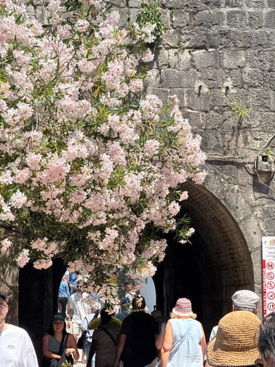 The image presents a scene in Kotor, Montenegro, juxtaposing natural elements with urban architecture. A dense bush laden with light pink blossoms dominates the foreground, growing against a textured stone wall. A dark, arched passageway cuts through the wall to the right, with people passing through it. The individuals are dressed in casual attire. A sign is visible on the wall next to the archway. The sun illuminates the scene.