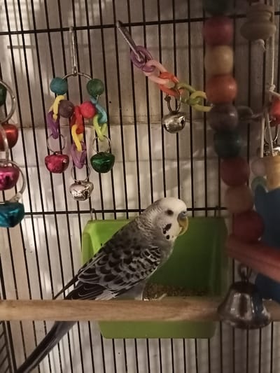 A budgie is perched on a wooden dowel in a birdcage. The budgie is gray and white with black markings. It is looking to the right. The birdcage is made of metal bars. There are several toys in the birdcage, including a string of colorful beads and bells. There is also a green plastic food dish. The background is out of focus. The image does not provide enough information to determine the location in Amarillo, United States of America.