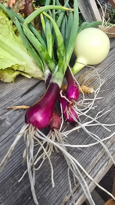 A close-up shot shows a pile of freshly harvested red onions with their roots attached, resting on a weathered wooden surface. To the left, a head of pale green lettuce is visible, along with some darker red leafy greens, possibly another type of lettuce or cabbage. In the background, a large, light-yellow onion with a smooth, round surface lies to the right of a bunch of green onions. The wooden surface appears to be planks laid side-by-side, with visible grain and some wear. The lighting suggests an outdoor setting, possibly a garden or farm stand. The scene is devoid of any people or discernible activity. The image does not contain any information that would allow for the identification of its location in Wrocław, Poland, or any other specific geographical place.