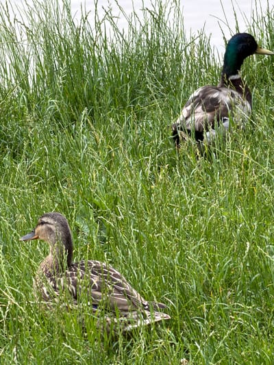 This media file features two ducks partially hidden in tall, green grass. The duck in the upper left has a dark green head with iridescent sheens and a white ring around its neck. Its body is mottled brown and white. The second duck, in the lower right, is mostly brown and grey with intricate feather patterns. Both ducks appear to be foraging or resting in the dense vegetation. The scene is outdoors, with bright sunlight suggesting daytime. The lush grass indicates a natural environment, possibly a wetland or meadow area. The overall impression is one of peaceful wildlife observation. There is no visible text in the image.
