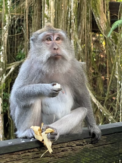 A medium shot captures a gray monkey sitting on a wooden railing in what appears to be a natural, arboreal environment, possibly the Sacred Monkey Forest Sanctuary in Ubud, Indonesia. The monkey is facing forward, with its left hand holding a small, white food item, and its right hand resting on its lap, near some shredded, straw-like material. The monkey has light brown eyes, a pinkish hue on its face, and a tuft of fur on its head. Its fur is primarily gray, with lighter fur on its chest and belly. The background is dominated by a dense tangle of vines and trees, with patches of green foliage visible. The wooden railing is weathered, and small white specks, possibly food crumbs, are scattered on its surface in front of the monkey. The lighting suggests it is daytime, with soft illumination filtering through the canopy.