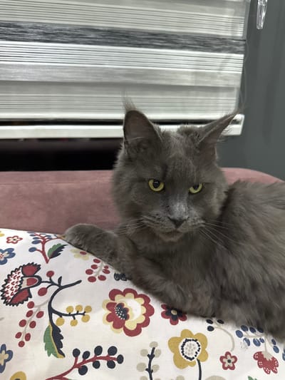 A grey cat with yellow eyes is resting on a floral patterned cushion, with a pink sofa and striped blinds in the background. The cat's paw is visible on the cushion. The blinds are partially open. The scene appears to be indoors.