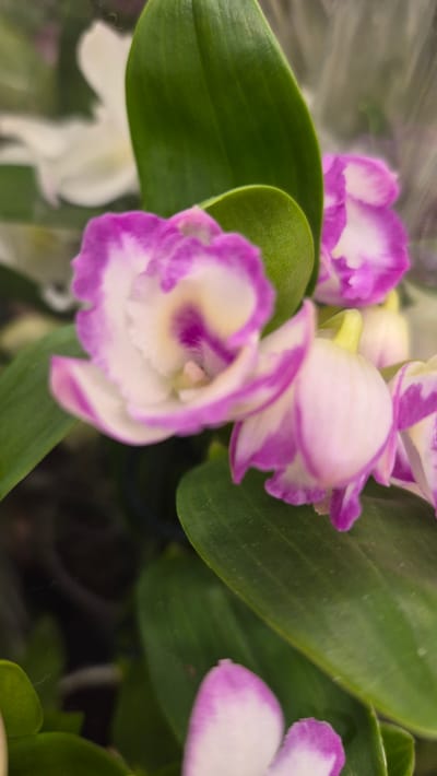 The image shows a close-up of a flowering plant, possibly an orchid, with white and purple petals and green leaves. The flowers are delicate and have a ruffled appearance. The plant is likely in a botanical garden or a greenhouse, given the controlled environment suggested by the background blur. There are no people or animals visible in the image. The scene is indoors and well-lit, with the focus on the intricate details of the flowers. There is no information or visual cue to associate this image with the city of Līvāni, Latvia.