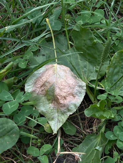 This is a close-up, top-down, eye-level shot of a fallen, partially desiccated leaf with a variegated pattern of light green and pinkish-brown hues, resting on a bed of green grass and clover. The leaf is heart-shaped and its veins are clearly visible, with a thin stem still attached. Several ants are visible on the ground near the leaf and on larger green leaves in the background. The environment appears to be a grassy, natural area, possibly a park or garden. There is no indication of a specific location in the city of Lviv, Ukraine. The scene is static and focuses on the natural elements.